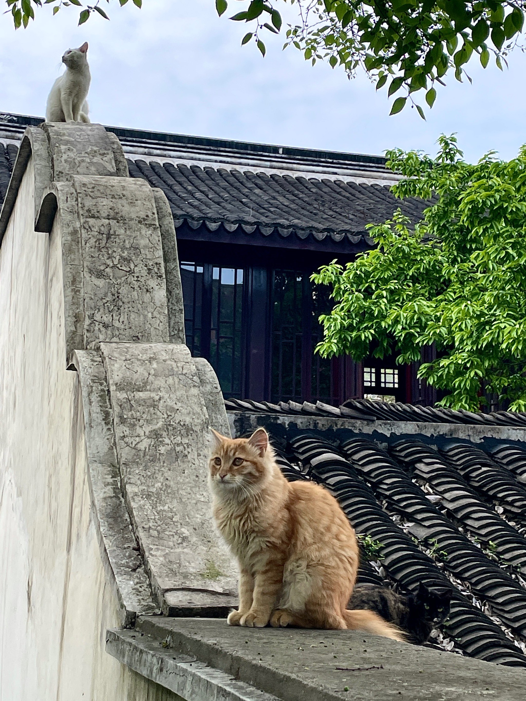 巷子里的猫图片壁纸图片