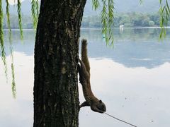 -西湖游船