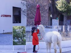 -J Create城市露营咖啡·简餐·宠物(上海动物园店)