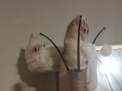 -山宅一喵德文卷毛猫舍