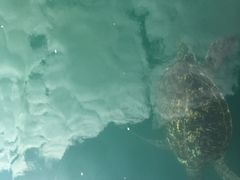 -广东惠东海龟国家级自然保护区