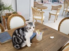 -共舞时光猫咖·狗咖(新街口店)