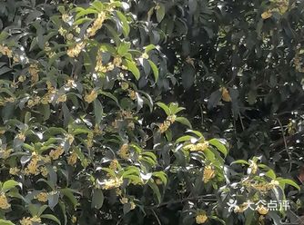 从杭州名菜的传世风味，到江南甜品复兴；从对江浙非物质