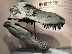 -自贡恐龙博物馆