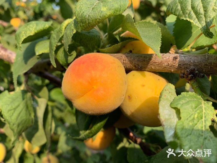 信园图片