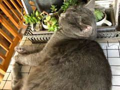 -海边的猫和咖啡馆