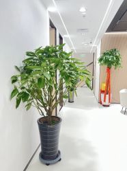 -幼泡泡连锁美容医疗