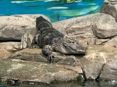 -上海海洋水族馆