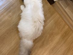 -滚猫咖啡·猫咖·猫友好撸猫(未来城店)
