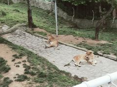 -西霞口神雕山野生动物世界