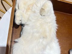 -藏猫猫咖啡主题馆(中央大道店)