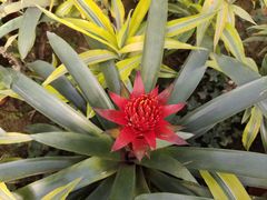 -南宫五洲植物乐园