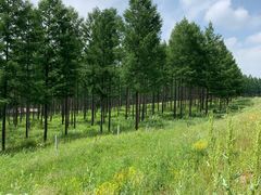 -塞罕坝国家级自然保护区