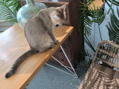 -共舞时光猫咖·狗咖(新街口店)