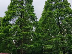 -四川农业大学(雅安校区)