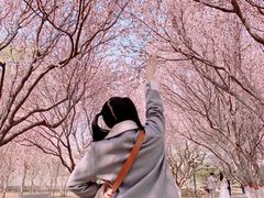 -石家庄市植物园
