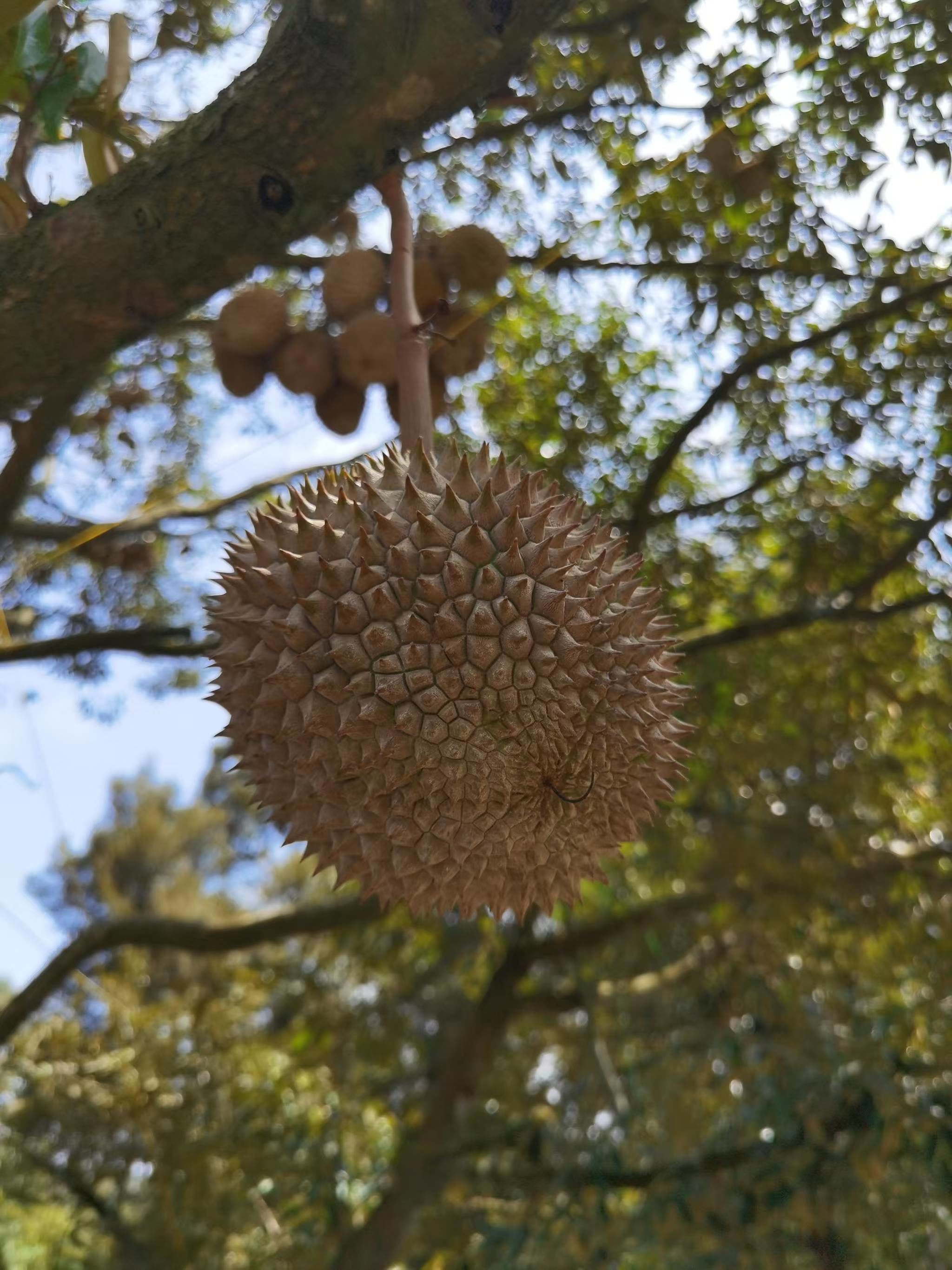马来西亚鲜果猫山王d197榴莲
