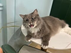 -安格丽娜·狗咖·猫咖羊驼咖(春熙路百盛商场店)
