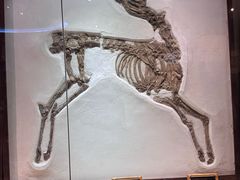 -安徽省地质博物馆