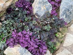 -华南国家植物园-售票处