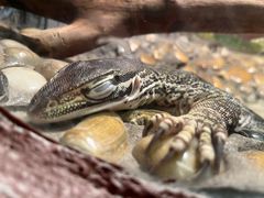 -上海大自然野生昆虫馆