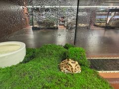 -帕帕拉兹宠物(亚洲旗舰店)