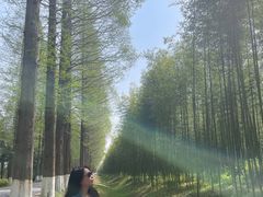 -黄海国家森林公园