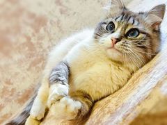 -纳吉亚猫专科动物医院(康都外科中心)