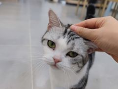 -有喵·猫咖·狗咖·30几只猫10只小狗(岗厦店)