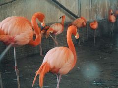 -石家庄市动物园