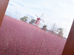 -羊亭河湿地公园