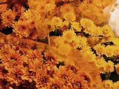 -循礼门鲜花花市(武汉循礼门店)