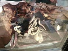-洪记白水羊头(天坛店)