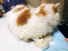 -安安宠医·安宠宠物医院