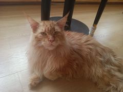 -猫腻·猫咖·撸猫馆(星光大道店)