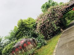 -鹅湖玫瑰文化园