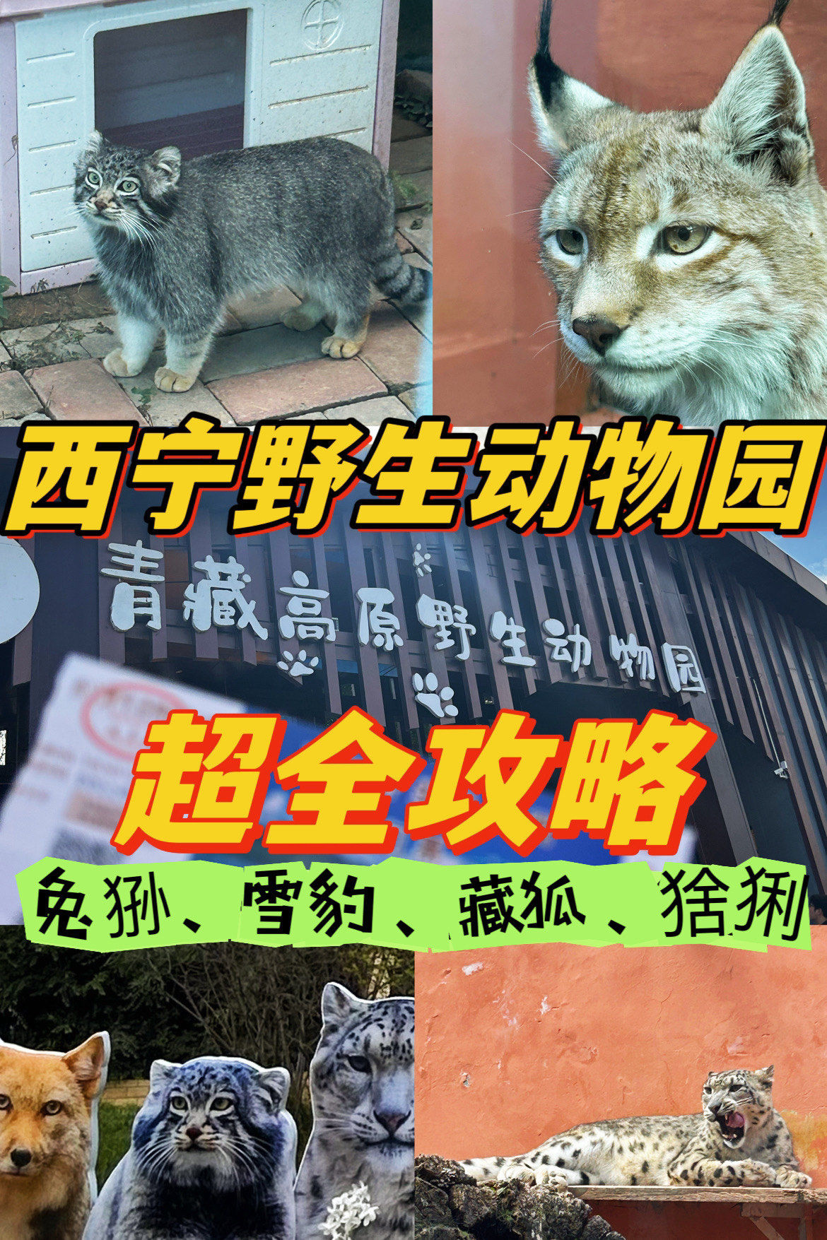 30元看兔狲雪豹藏狐猞猁❗️西宁动物园攻略❗️