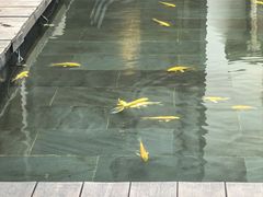 -觀芷隐轩