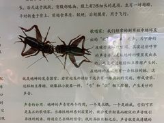 -上海大自然野生昆虫馆(东方明珠·爬宠昆虫探索中心)