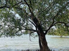 -宝安西湾红树林湿地公园