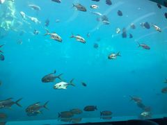 -瑞德姆美人鱼海底演艺主题餐厅(亚龙湾店)