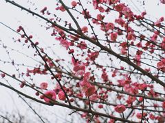 -香雪海