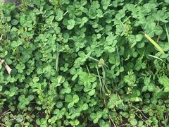 -祥源·阜阳生态乐园