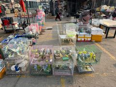-中环花鸟鱼虫市场