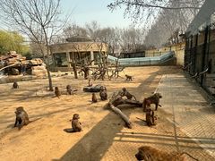 -北京野生动物园