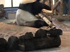 -海南热带野生动植物园