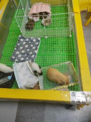 -神奇动物撸宠馆·羊驼·小浣熊·异宠(豫园店)