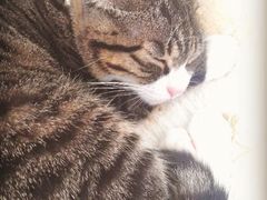 android_upload_pic-海边的猫和咖啡馆