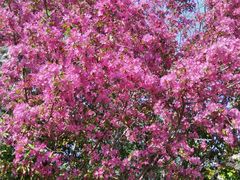 -长白岛森林公园