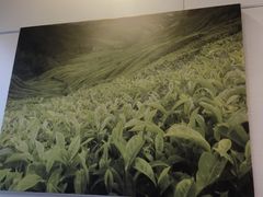 -CoCo都可(蓝村店)